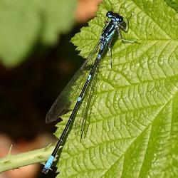Coenagrion pulchellum